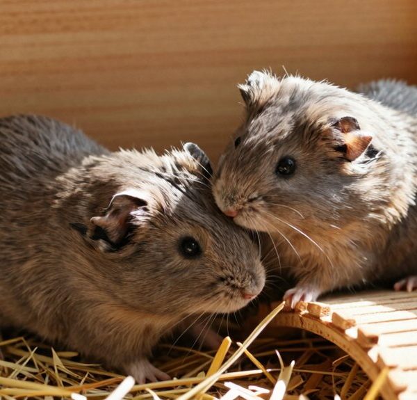 can chinese hamsters live in
