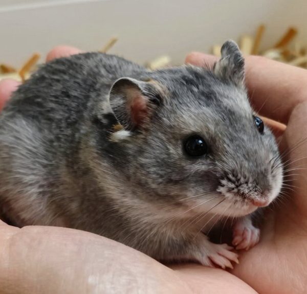 chinese hamsters prefer gentle handling