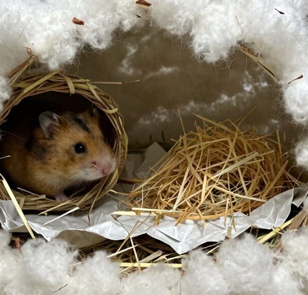 cozy safe nesting materials