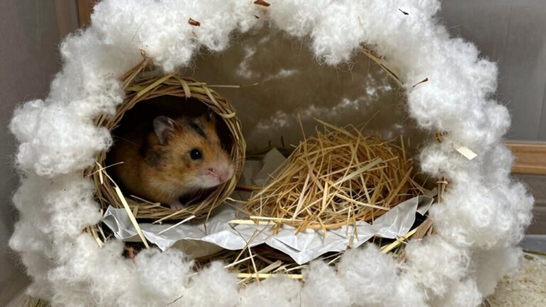 cozy safe nesting materials