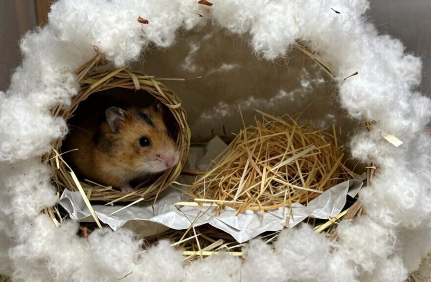 cozy safe nesting materials