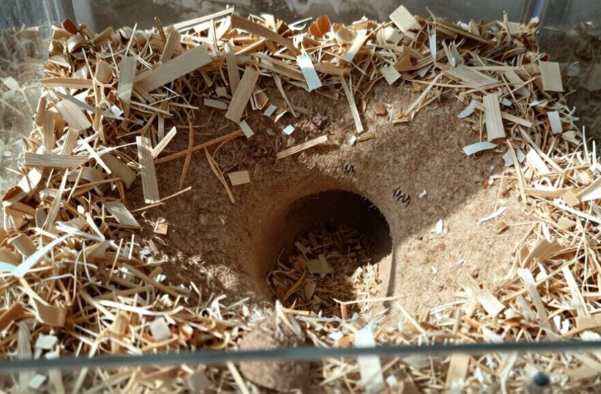 deep bedding for burrowing