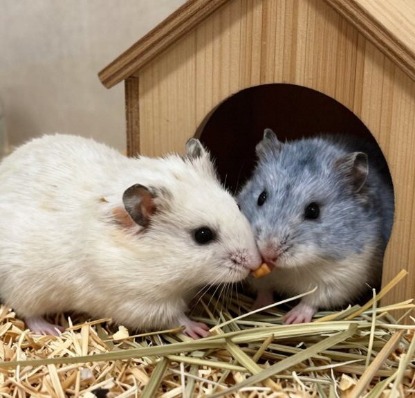 dwarf hamsters cohabitation compatibility