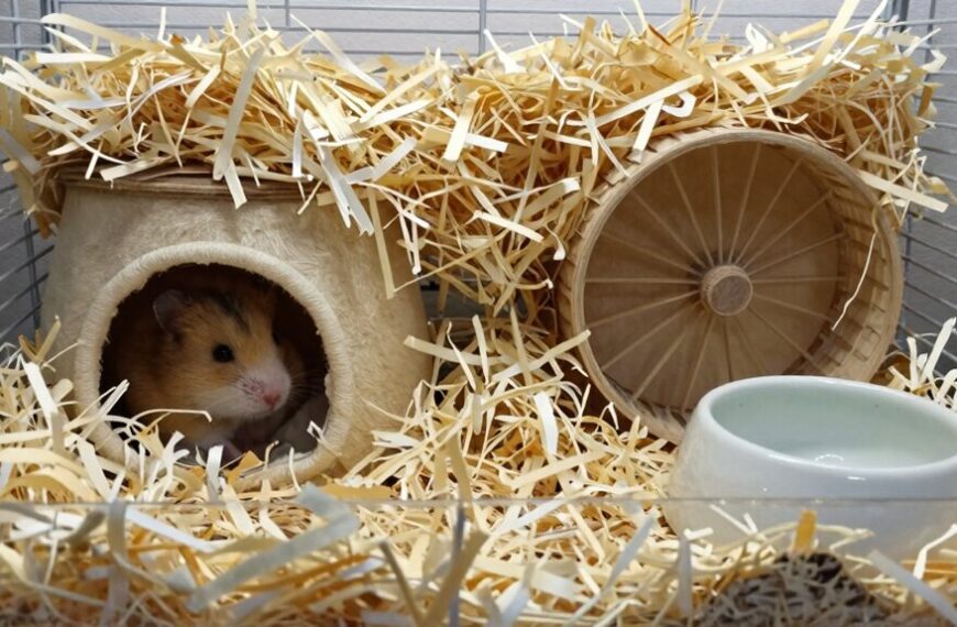 excessive bedding harms hamsters
