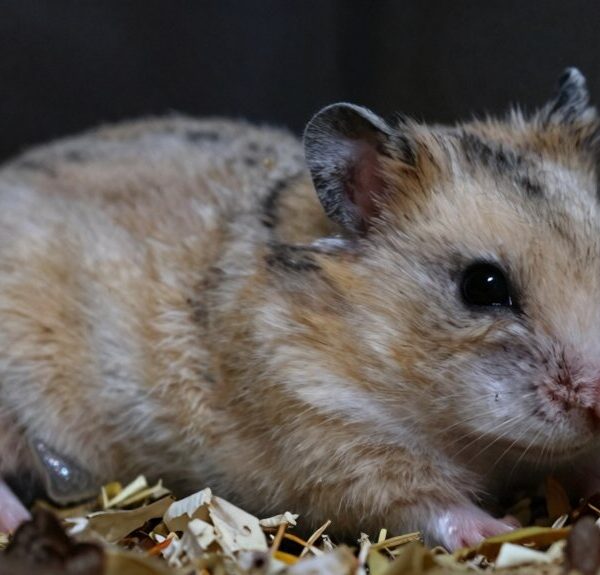 fading vitality in hamsters