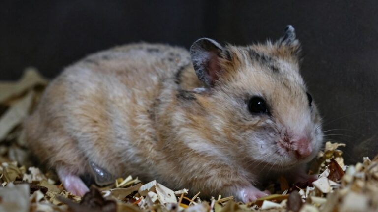 fading vitality in hamsters