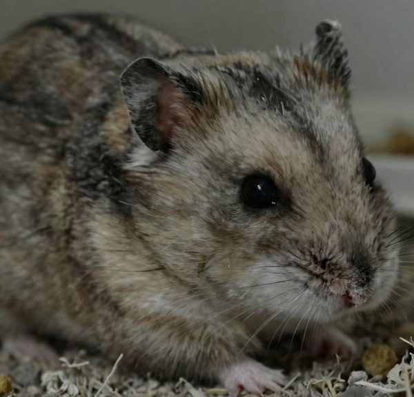 fading vitality in hamsters