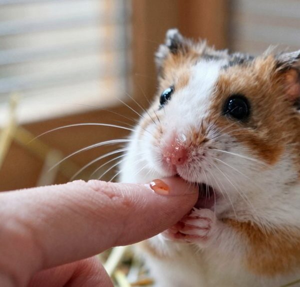 hamster bite causes minor pain