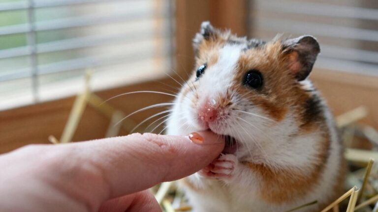 hamster bite causes minor pain