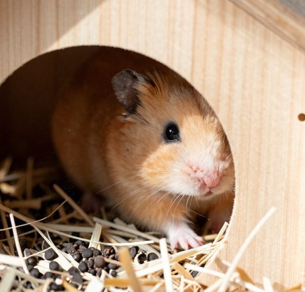 hamster poops in house
