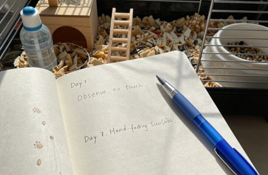hamster taming timeline