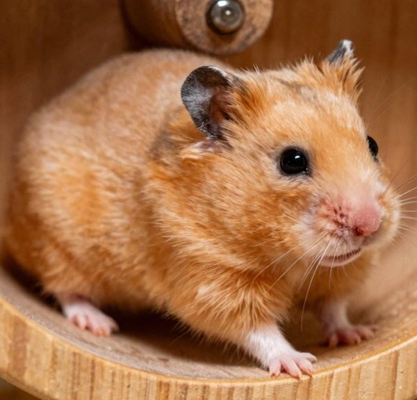 hamsters fracture bones easily