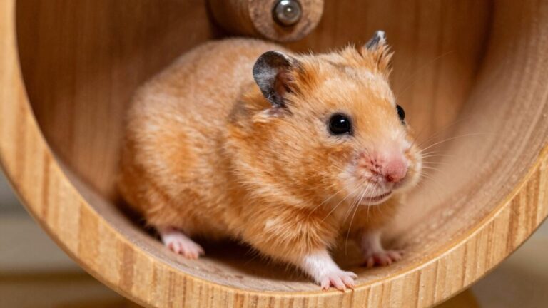 hamsters fracture bones easily