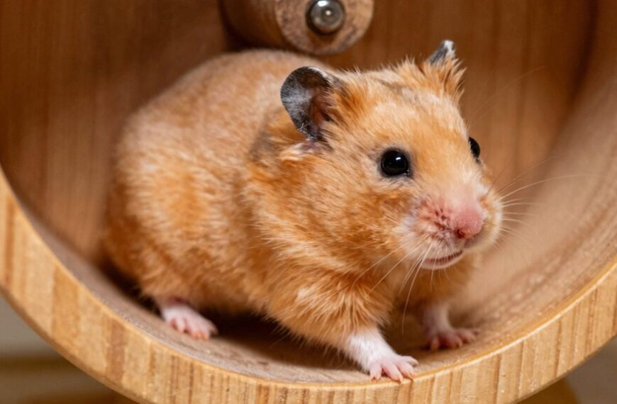 hamsters fracture bones easily