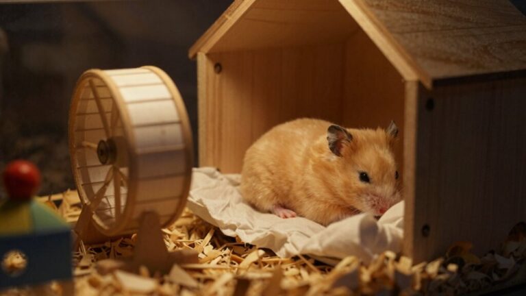 hamsters sleep during day