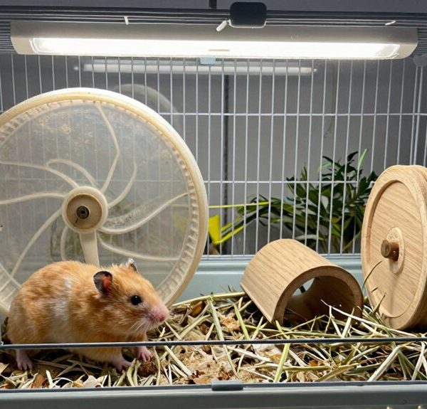 harmful cages better alternatives