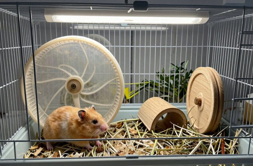 harmful cages better alternatives