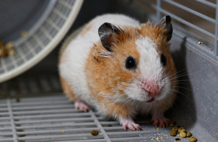 signs of hamster distress