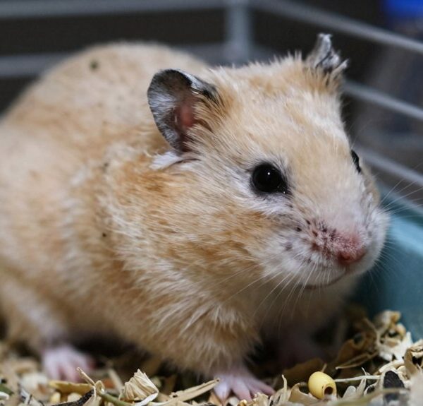 signs of hamster suffering