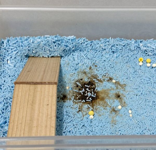 train hamster pee spot