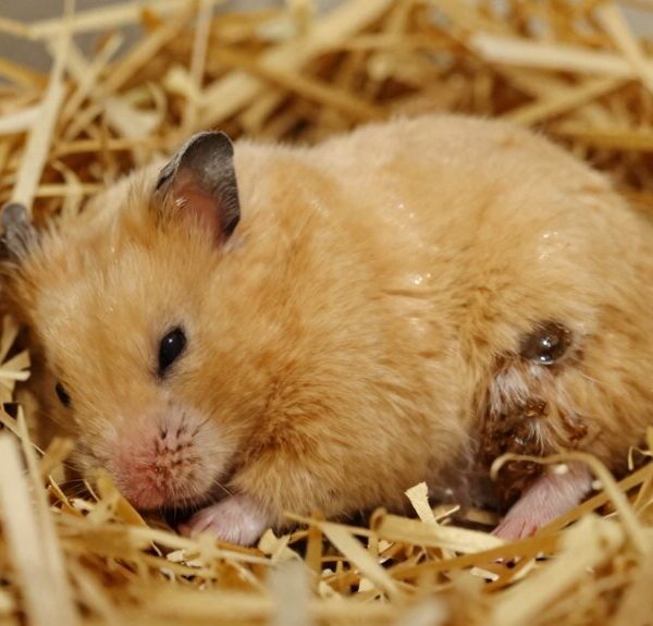 yes hamsters often pee where they sleep