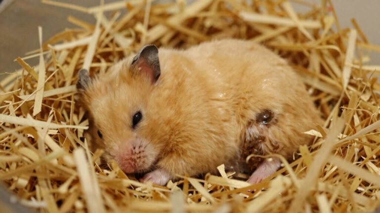 yes hamsters often pee where they sleep