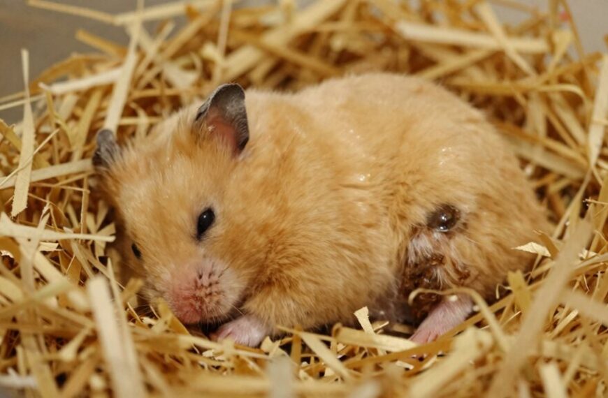 yes hamsters often pee where they sleep