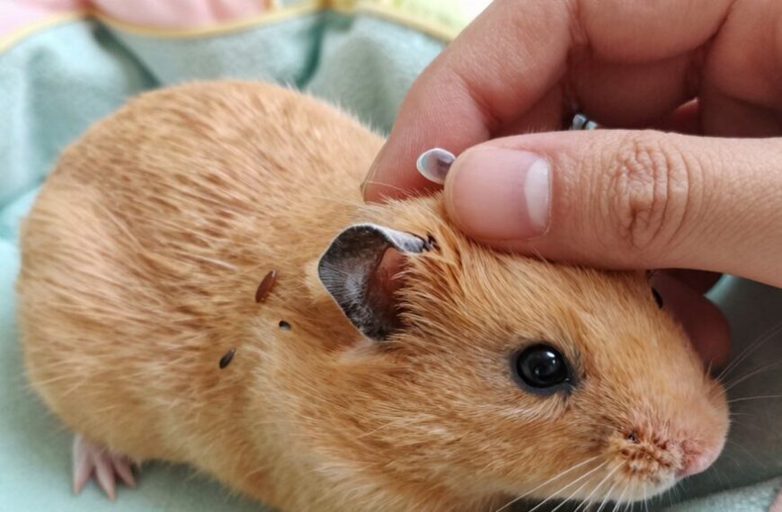 yes humans can get mites from hamsters