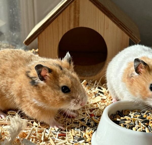 yes roborovski hamsters can be kept together
