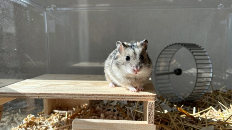 yes russian hamsters can live alone